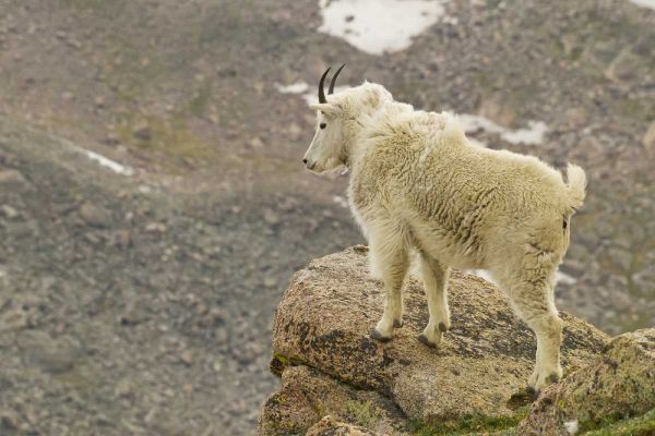 CO, Mt Evans Mountain goat yearling and scenery